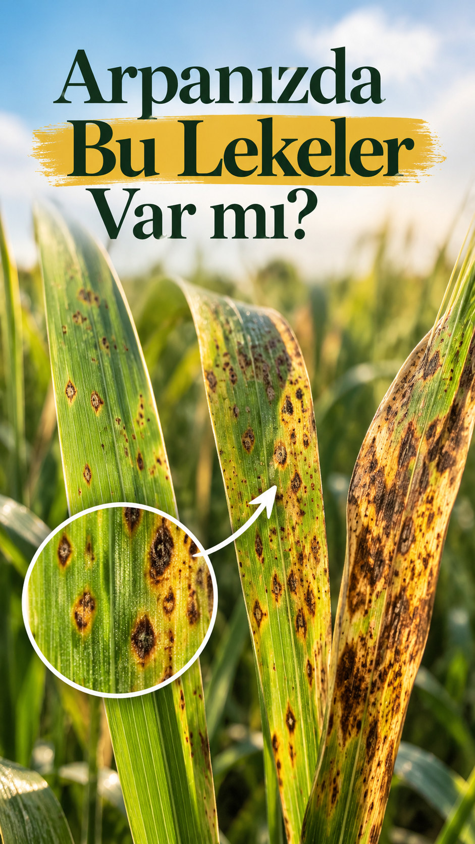 Lekeli arpa yaprakları