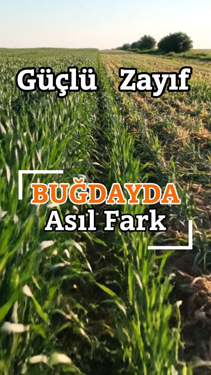 Güçlü ve zayıf gelişen buğday sıraları